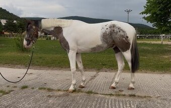 Mladý valach atraktívnej farby