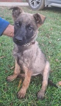 Predám nemecky ovčiak