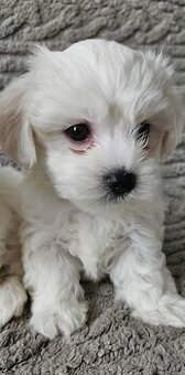 Mini Maltezák