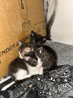 Darujem malé mačiatka