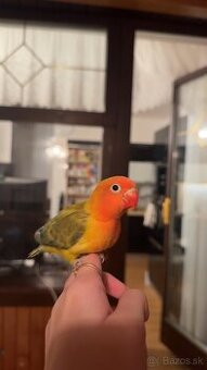 rucne dokrmene agapornisy