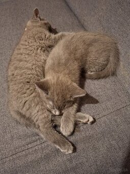 PREDÁM BRITSKÉ MAČIATKA