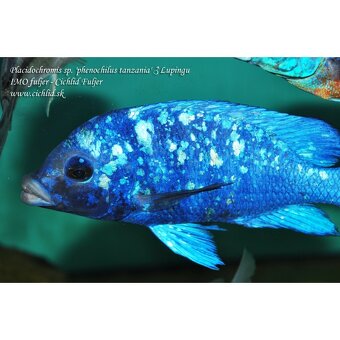 Kúpim placidochromis