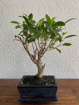 Fikus Ficus Retusa bonsaj2