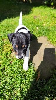 Jack Russell teriér