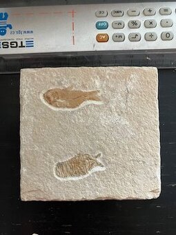 Fosília, skamenelina, rybka - inzerát č.11 Libanon