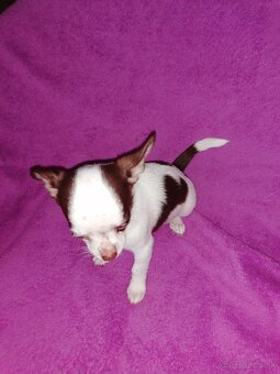 Čivava krátkosrstá - 1