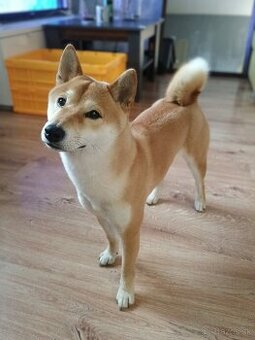 Hľadám psíka pre našu fenku Shiba inu