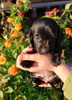 Šteniatka -jazvečik trpasličí