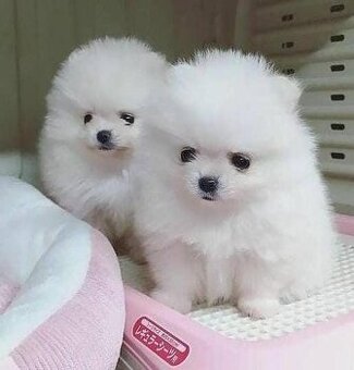 Šteniatka pomeraniana hľadajú domov.