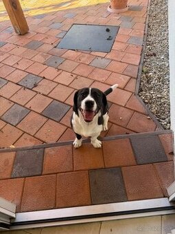 Darujem križenca bígla