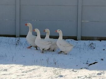 Slovenská bielá hus