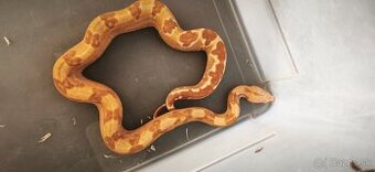 Velhad kralovsky sunglow