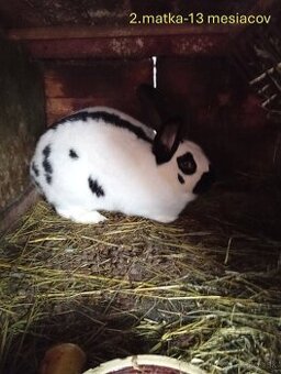 Predám NOS zajace králiky