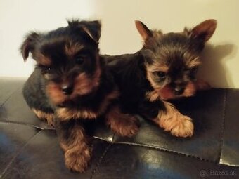 Yorkshire terrier, yorkshirsky terier, york