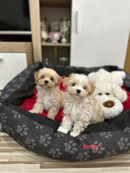 Maltipoo pudel
