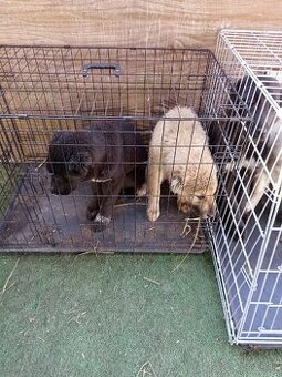 predám šteniatka stredoázijaka