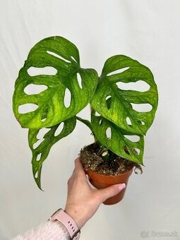 Monstera Adansonii ‘Mint’