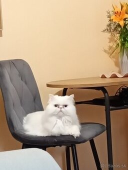 Darujem perského kocurika