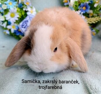 Zakrslý baranček s VP samička trojfarebná