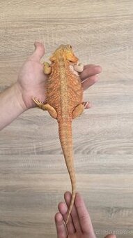 Agama bradatá (Pogona vitticeps)