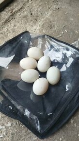 vajíčka indických bežcov