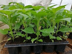 Predaj priesady sadenice planty chilli papriky - 1