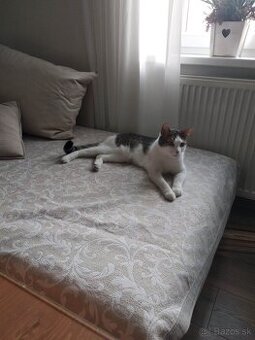 Kocurik