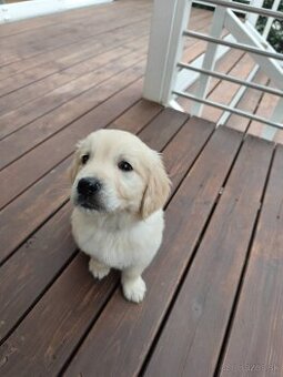 Golden retriever