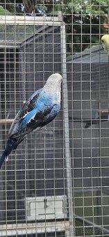 Ciernokridle andulky blackwings