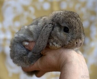 Minilop samička agouti