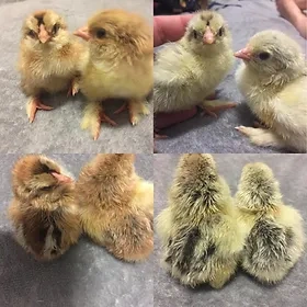 brahmanky, brahman, brahmanka velka