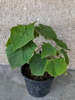 Paulownia