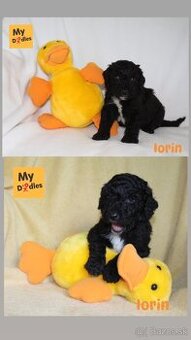 Labradoodle F1B