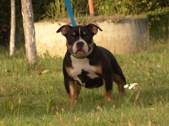 American bully