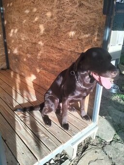 Labrador - hnedý na krytie
