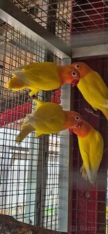 Agapornis fischer