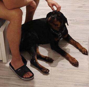 cistokrvna rotvajlerka s PP