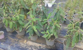 drevina KALINA VRÁSČITOLISTÁ