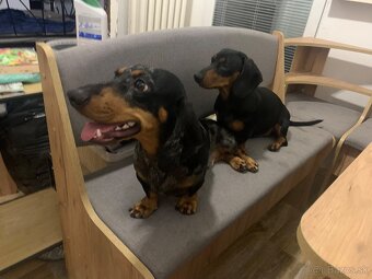 Darujem dvoch 1,5 ročných čistokrvných jazvečíkov len spolu