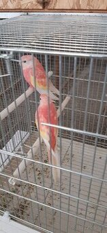 Neofema burková ružová rubino.