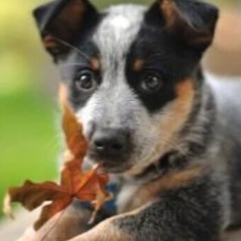 Australský dobytkarský pes