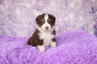 Austrálsky ovčiak - 1