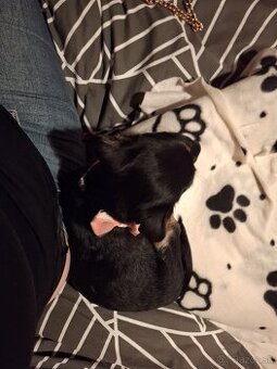 Predam ŠTENIATKO DORKIE - 1