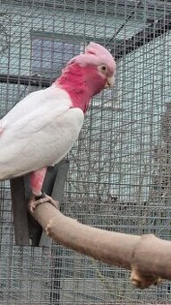 Kakadu ružový lutino