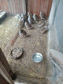 Predaj jarabice poľnej.