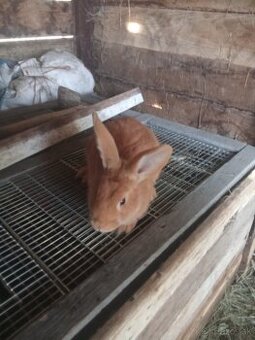 Predám burgundske králiky