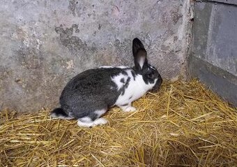 Králik - samice