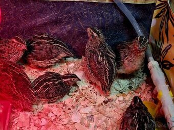 4 týždňové kohútiky prepelice Faraón Jumbo