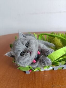 BRITSKÉ MAČIATKA  s PP - LUXUSNÝ MAZNÁČIK